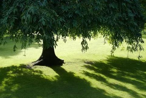 Stín pod stromem